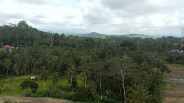 Foto de muñeca aérea lenta de una densa selva tropical con palmeras al final de los campos agrícolas rurales en Bali — Vídeo de stock