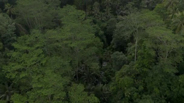 Légi kilátás a fák tetején és lombkoronák pálmafák sűrű buja trópusi esőerdő Bali dzsungelben — Stock videók