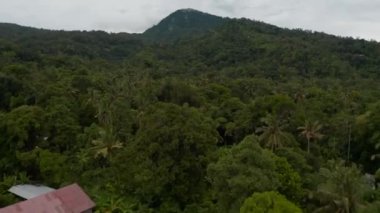 Bir dağın yamaçlarında yoğun tropikal yağmur ormanları. Palmiye ağaçlarının ve tepedeki yemyeşil orman bitkilerinin hava kulesi görüntüsü