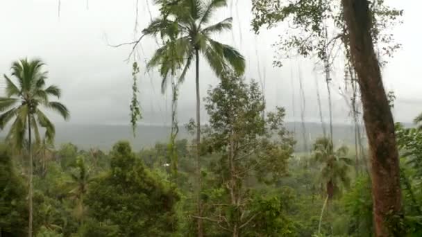 Viñas tropicales y árboles en la selva. Slider plano lateral de la exuberante vegetación tropical en la selva tropical salvaje en Bali — Vídeo de stock