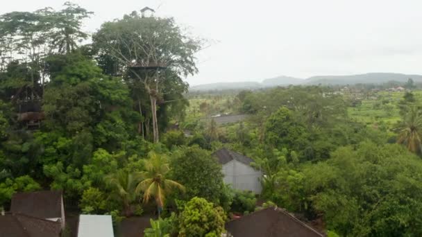 Вид с воздуха на сторожевую башню и висячий мост в навесе тропического дерева. Наблюдательная площадка в навесе тропического дерева рядом с небольшой сельской деревней на Бали — стоковое видео
