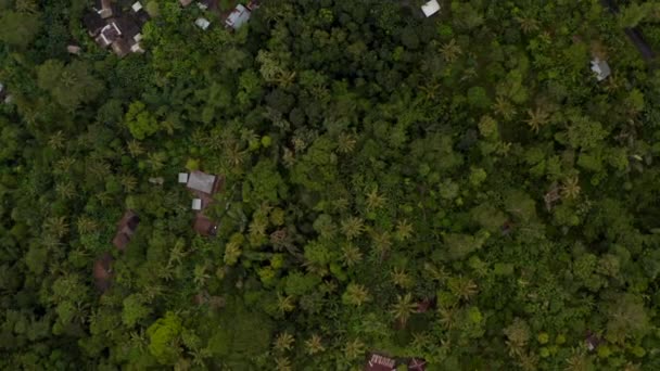 Vista de cima para baixo de casas tropicais escondidas em floresta tropical espessa em Bali. Vista aérea aérea aérea de pequenas casas rurais na selva tropical — Vídeo de Stock