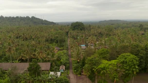 Tradiční domy obklopené palmami na Bali. Letecký výhled na cestu tropickým deštným pralesem s malými venkovskými domky ukrytými mezi stromy — Stock video