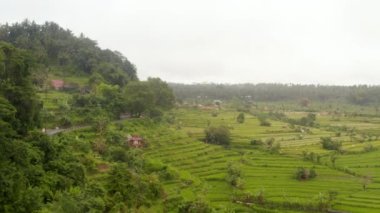 Asya 'daki yemyeşil çiftlik pirinç tarlalarının geniş hava manzarası. Tepe yolundan giden kamyonlar Bali 'de tropik kırsal bölgeleri geçiyor