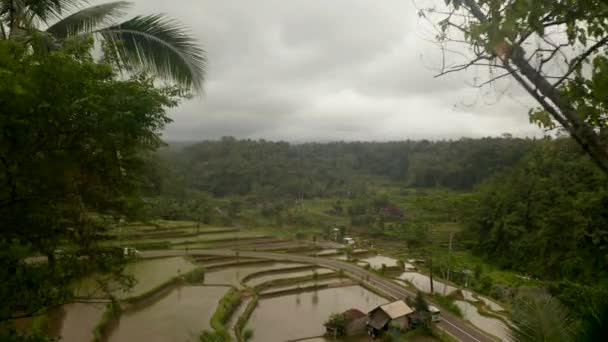 Powietrze ujawnia tradycyjne pola ryżowe w Azji wiejskiej. Dwa samochody jadące przez pola ryżowe z wodą otoczoną tropikalnym lasem deszczowym na Bali, Indonezja — Wideo stockowe