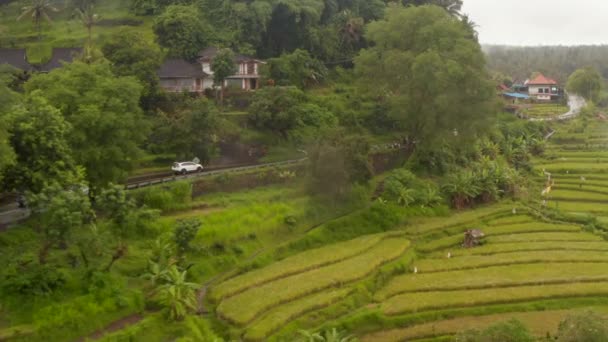 汽车在山路上驶过巴厘岛的稻田。在热带雨林和农村稻田附近的道路上行驶的车辆的空中图像 — 图库视频影像