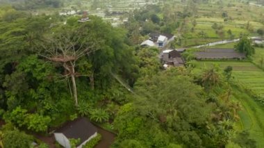 Kule gözlem platformunun ve tropikal ağaçlardaki asılı köprünün havadan görüntüsü. Tropikal bir ağacın tepesinde gözcü kulübesinde hava manzarası var.