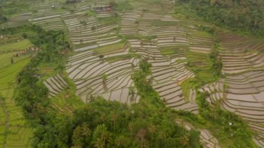 Bali 'nin tropikal yağmur ormanlarındaki pirinç tarlalarının havadan görünüşü. Küçük tarlaları olan çeltik tarlalarına doğru eğil.