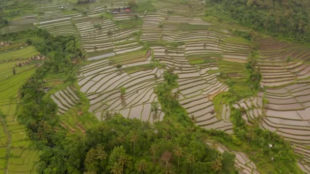 Flygfoto över risfält fyllda med vatten i en tropisk regnskog på Bali. Luta in overhead vy över terrasserade risfält med små gårdar — Stockvideo