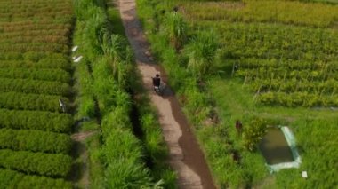 Endonezya 'nın tropikal kırsalında scooter süren bir turist. Bali, Endonezya 'da pirinç tarlaları ve palmiye ağaçları boyunca motosikletli bir adamın hava görüntüsü