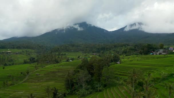 Veduta aerea dolly di rigogliosi campi di risaie a terrazze verdi a Bali. Verdi risaie sulle colline con alte montagne sullo sfondo — Video Stock