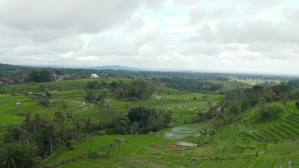 Vista aerea discendente della rigogliosa valle verde del campo di riso a Bali. Vaste piantagioni di alimenti verdi nelle campagne rurali in Asia — Video Stock