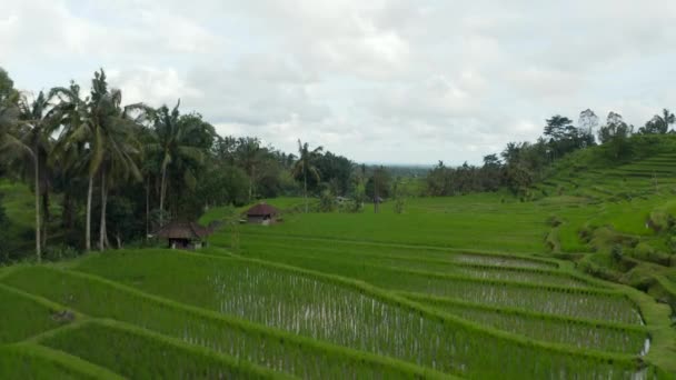 Weelderige groene rijstvelden gevuld met water met kleine landelijke boerderijen op Bali. Stijgend dolly luchtzicht op uitgestrekte terrassen op het platteland — Stockvideo