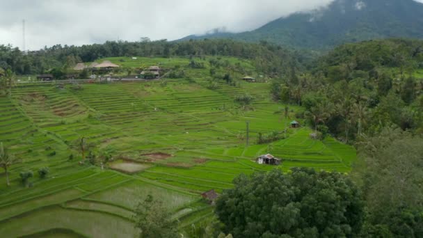 Vaste risaie verdi sulle colline di Bali. Ritirare dolly vista aerea delle risaie agricole nelle campagne rurali — Video Stock