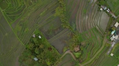 Asya 'daki pirinç tarlalarının yukarıdan görünüşü. Bali 'deki yemyeşil tarım arazilerindeki suyun yukarıdan görünüşü