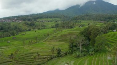Bali 'deki teraslı yeşil tepelerdeki pirinç tarlaları. Asya 'daki yemyeşil tarım alanlarının havadan görünüşü