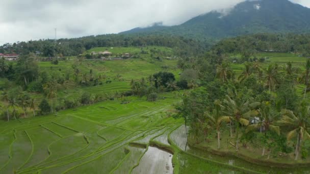 Vatten på de stora gröna risodlingarna på Bali. Återställa dolly antenn utsikt över landsbygden med stora gröna fält — Stockvideo