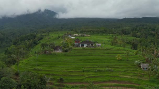 Lokale mensen rijden op een motor tussen weelderige groene rijstvelden in Bali. Typisch platteland met boerderijplantages op de heuvel in Azië — Stockvideo