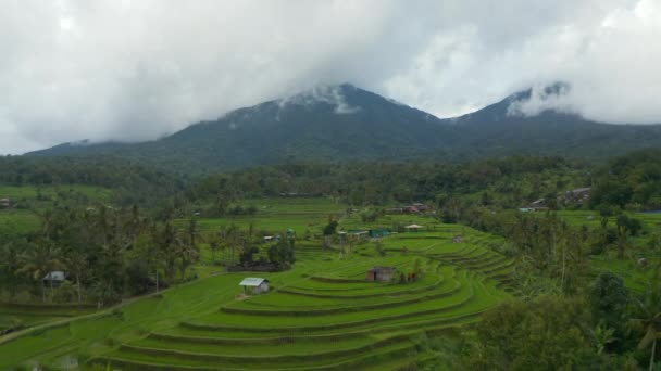 Lush green rice field terraces in Bali. Aerial view of irrigated farm fields and cloudy mountains with tropical rainforest in the background — Stock Video