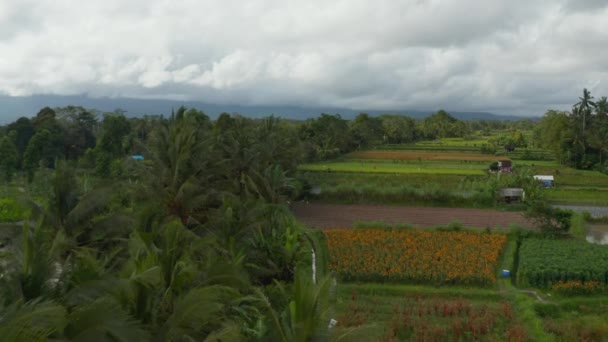 Agricultores que cultivam campos de arrozais agrícolas na zona rural de Bali. Vista aérea dos agricultores em terras agrícolas em clima tropical — Vídeo de Stock