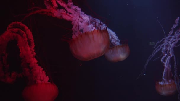 Grupa dużych czerwonych meduz pływających w ciemnej wodzie — Wideo stockowe