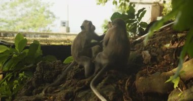 Maymun ailesi ağaçların altında gölgelerde oturuyor. Vahşi yaşam koruma alanındaki hayvanlar. Kutsal Maymun Ormanında Uzun Kuyruklu Macaque, Bali, Endonezya