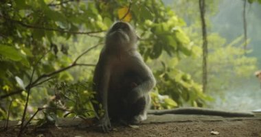 Tek bir hayvanın yerde oturduğu ve çevreyi gözlemlediği yakın çekim görüntüsü. Kutsal Maymun Ormanında Uzun Kuyruklu Macaque, Bali, Endonezya