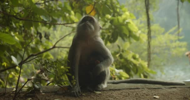 地上に座って周囲を観察する単一の動物のクローズアップビュー。インドネシア、バリ島の聖なる猿の森の長い尾のマカク — ストック動画