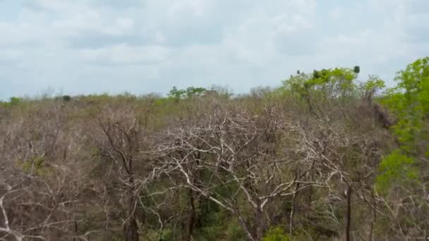 Вперёд раскрывается кукульская пирамида среди деревьев обширного тропического леса. Исторические памятники доколумбовой эпохи, Чичен-Ица, Мексика. — стоковое видео