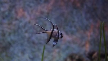 Banggai kardinalbalığının yakın çekimi, aynı zamanda Pterapogon kauderni olarak da bilinir, mercan arka planda tropikal kardinalbalığı.