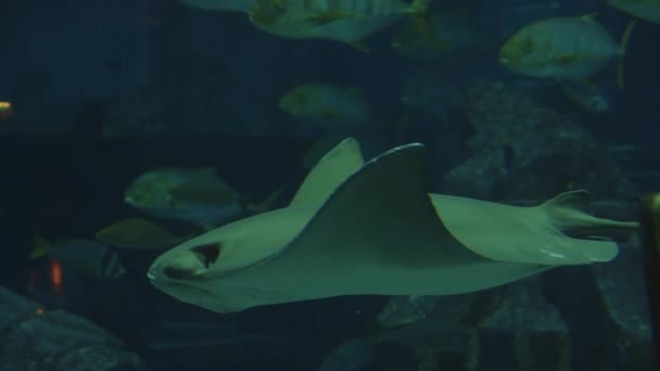 Colpo subacqueo di Stingray nuoto circondato da altri pesci, rallentamento primo piano di un comune stingray nel fondale marino — Video Stock