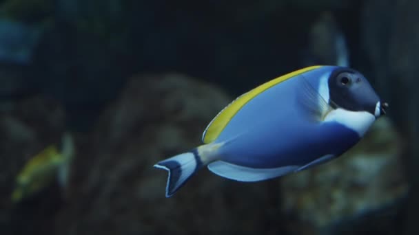 Cirujano, también conocido como Acanthurus leucosternon, nada en el agua, peces con un cuerpo azul, cara negra y una aleta dorsal amarilla — Vídeo de stock