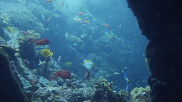 Тропічні підводні риби. Підводна сцена коралового рифу з різними рибами, підводний ландшафт життя. — стокове відео