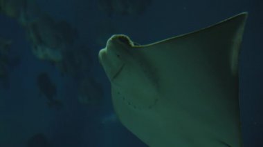 Dubai Akvaryumu 'nda grupla birlikte yüzen, yüzgeçlerini hareket ettiren ve açık mavi sualtında yüzen güzel vatoz balığı yavaş çekim görüntüsü.