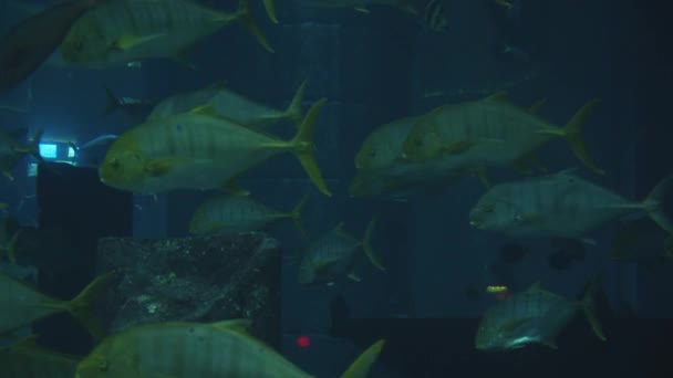 Vista da vicino al rallentatore di una bella scuola di pesci che nuotano in acque cristalline in un movimento circolare verso una direzione in acquario — Video Stock