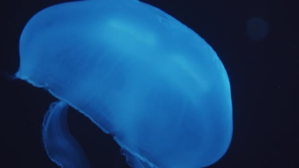 Closeup shot of single and beautiful glowing blue jellyfish floating with closed bell underwater leaving behind sting moving upward in aquarium — Stock Video