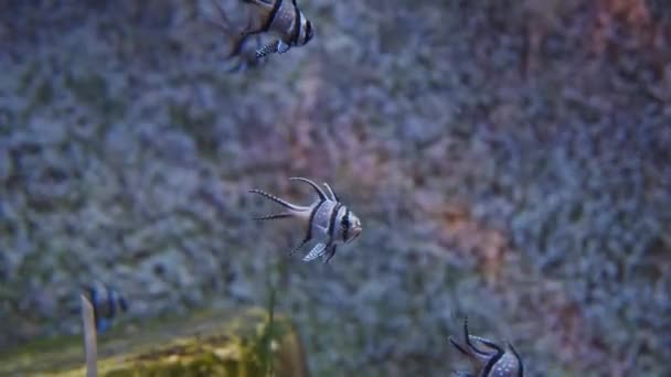 Primer plano de tres hermosos peces cardenales Bangui negros, azules y blancos, también conocidos como Pterapogon Kauderni, nadando en el agua en The Dubai Aquarium — Vídeos de Stock