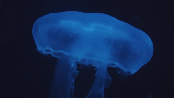 Primer plano estático de medusas azules brillantes flotando con la campana cerrada bajo el agua moviéndose hacia arriba en el acuario — Vídeo de stock