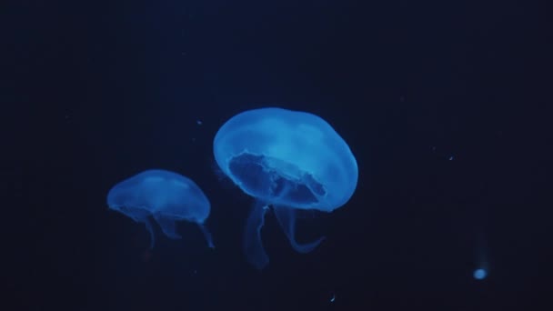 Group of blue colored glowing jellyfish swimming upward in dark underwater in the aquarium with closed bell leaving behind sting — Stock Video