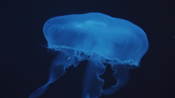 Zbliżenie piękne pojedyncze niebieskie świecące meduzy z zamkniętym dzwonkiem poruszające się w górę z żądłem w ciemnym podwodnym oceanie — Wideo stockowe