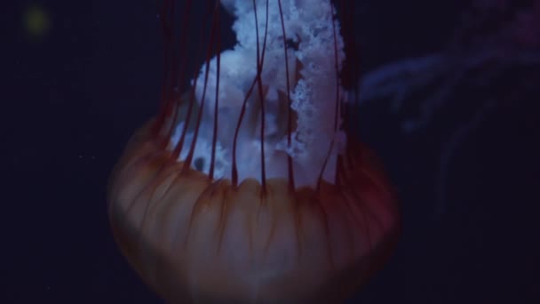 Primo piano di meduse rosse esotiche e belle nuotare nell'oceano nero sott'acqua nel modello in Dubai Aquarium lasciando dietro di sé pungiglione bianco — Video Stock