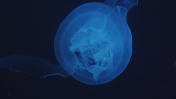 Nad głową widok z bliska powolny ruch relaksujący i świecące niebieskie meduzy pływające i pływające w górę w kierunku pod wodą w ciemnym tle w akwarium — Wideo stockowe
