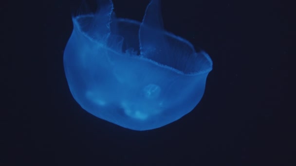 Closeup shot of slow motion relaxing and glowing blue jellyfish floating and swimming underwater in dark background in aquarium — Stock Video