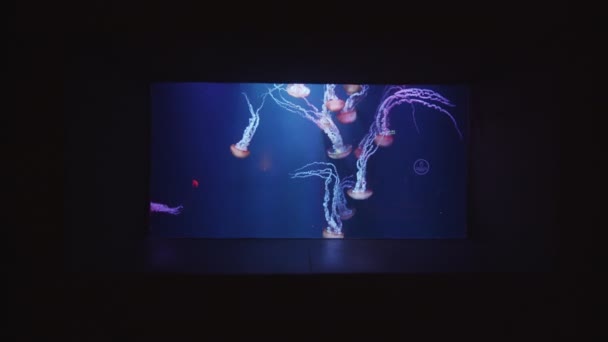 Vista al rallentatore in avanti dello schermo dell'auditorium con classe di meduse in movimento e nuoto in blu chiaro sott'acqua lasciando pungiglione e motivo in acquario — Video Stock