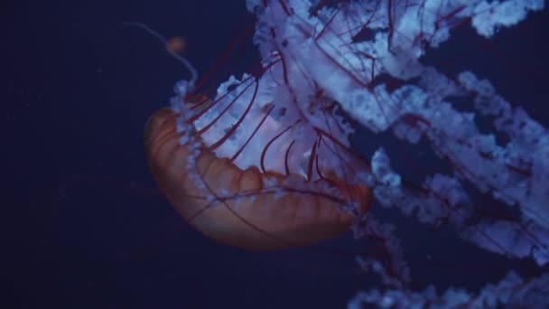 Yakından çekilen güzel kırmızı denizanası su altında çan ile yüzerken ardında iğne ve desen bırakarak akvaryumdaki kabarcıklarla aşağıya doğru ilerliyor. — Stok video