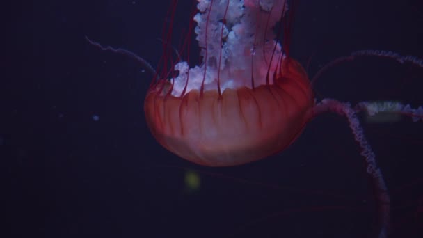 Schöner Beigeschmack von Quallen schwimmt und schwimmt und hinterlässt weißes Muster und Stachel im dunklen Unterwasserhintergrund im Aquarium — Stockvideo