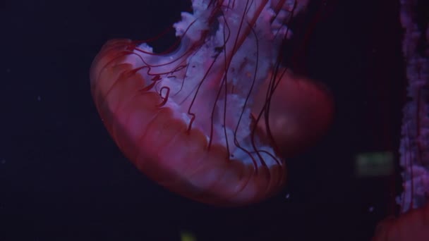 Close-up tiro de grupo de grandes medusas rosa nadando para baixo no oceano subaquático escuro deixando padrão e picada para trás — Vídeo de Stock