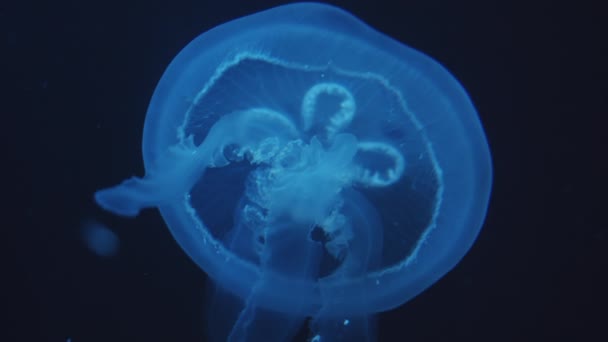 Vista de cerca de cámara lenta de medusas azules brillantes relajándose mientras flotan y nadan en dirección ascendente en el agua en fondo oscuro en el acuario — Vídeo de stock