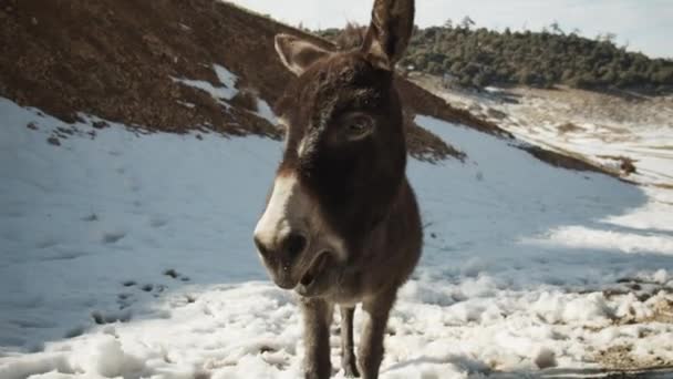 Close-up van kauwende ezel. Portret van een dier dat in de sneeuw staat. Ochtend platteland. Marokko, Afrika — Stockvideo