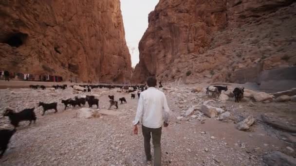 Visão traseira de homem andando contra rebanho de cabras negras. Paisagem seca e estéril com pedras e rochas. Marrocos, África — Vídeo de Stock